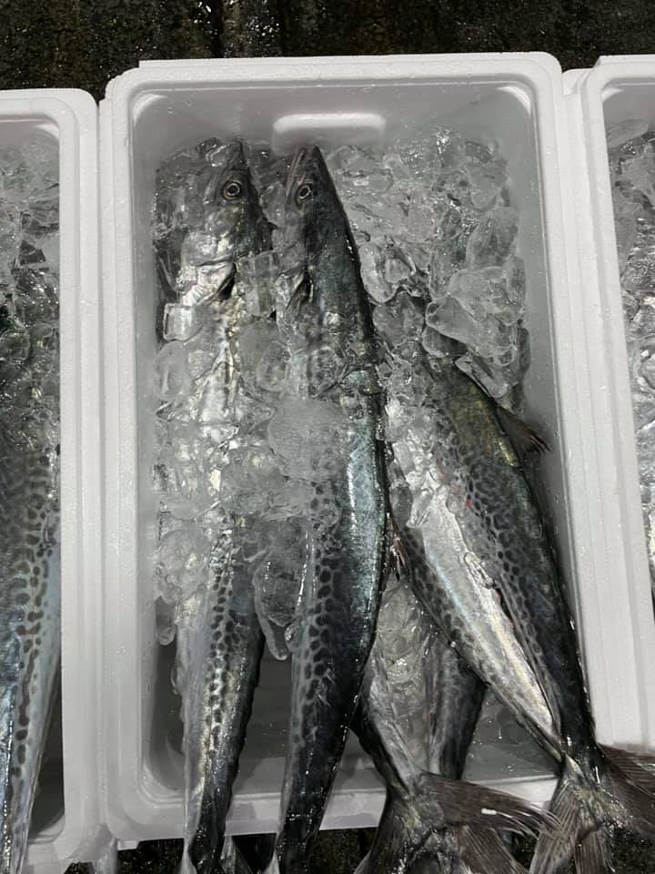 2021/7/28 小田原漁港 水揚げ情報