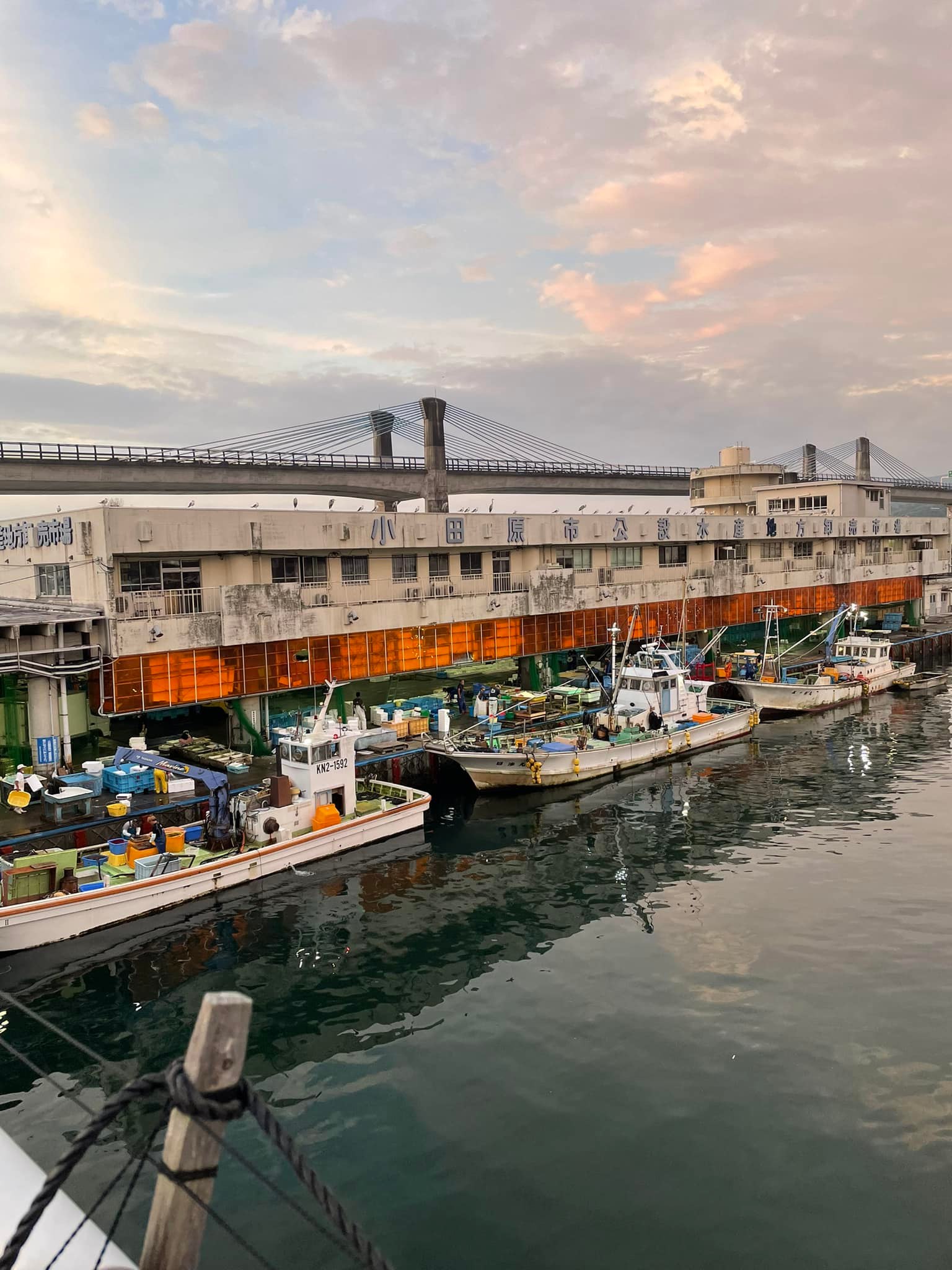 2022/8/23 小田原漁港 水揚げ情報