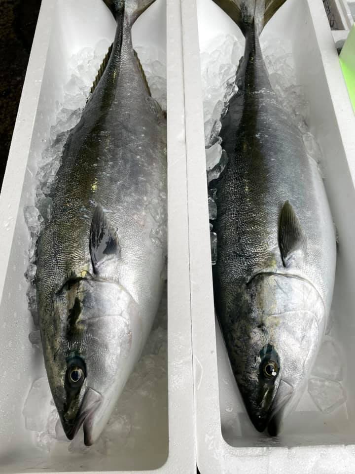 2021/4/15 小田原漁港 水揚げ情報
