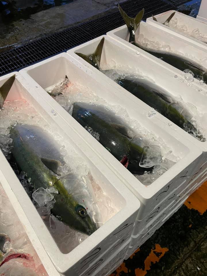2021/4/17 小田原漁港 水揚げ情報