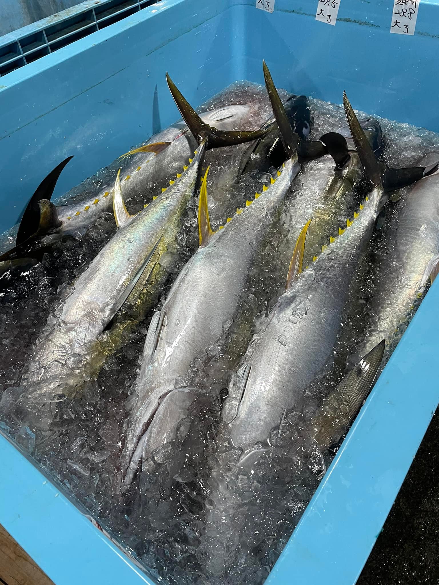 2021/3/18 小田原漁港 水揚げ情報