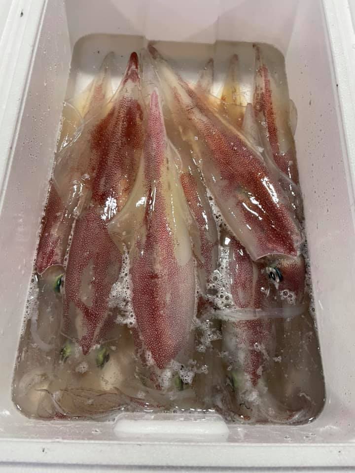 2021/5/7 小田原漁港 水揚げ情報