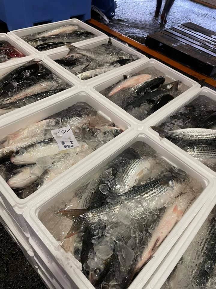 2021/5/1 小田原漁港 水揚げ情報