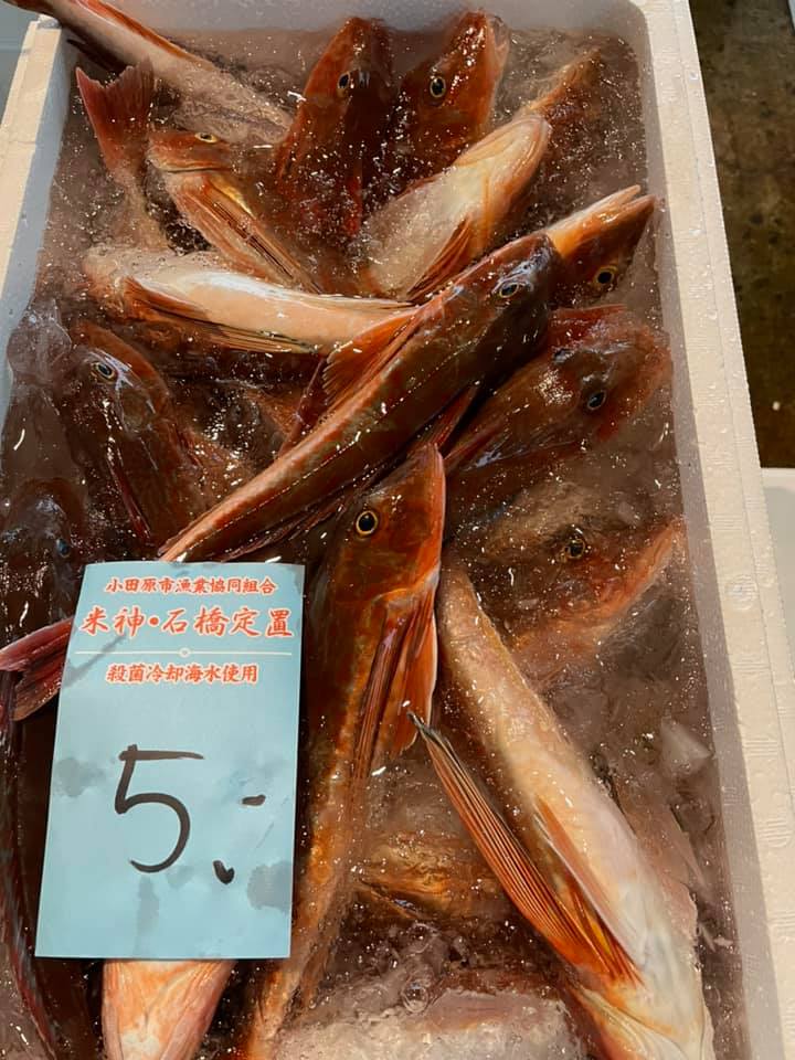 2021/3/25 小田原漁港 水揚げ情報