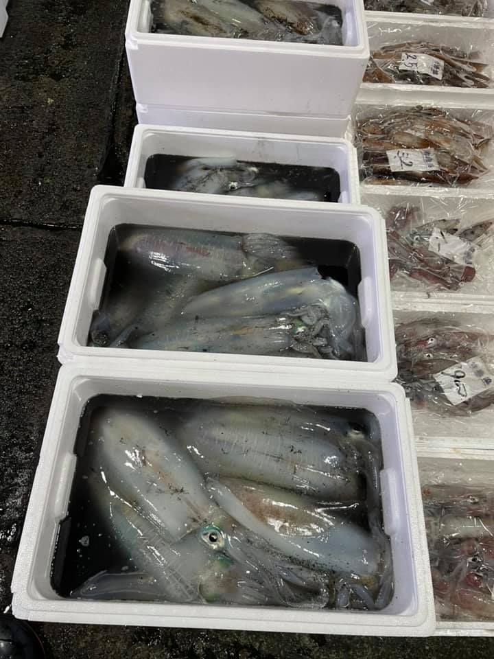 2021/5/8 小田原漁港 水揚げ情報