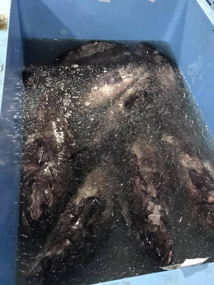 2021/3/2 小田原漁港 水揚げ情報