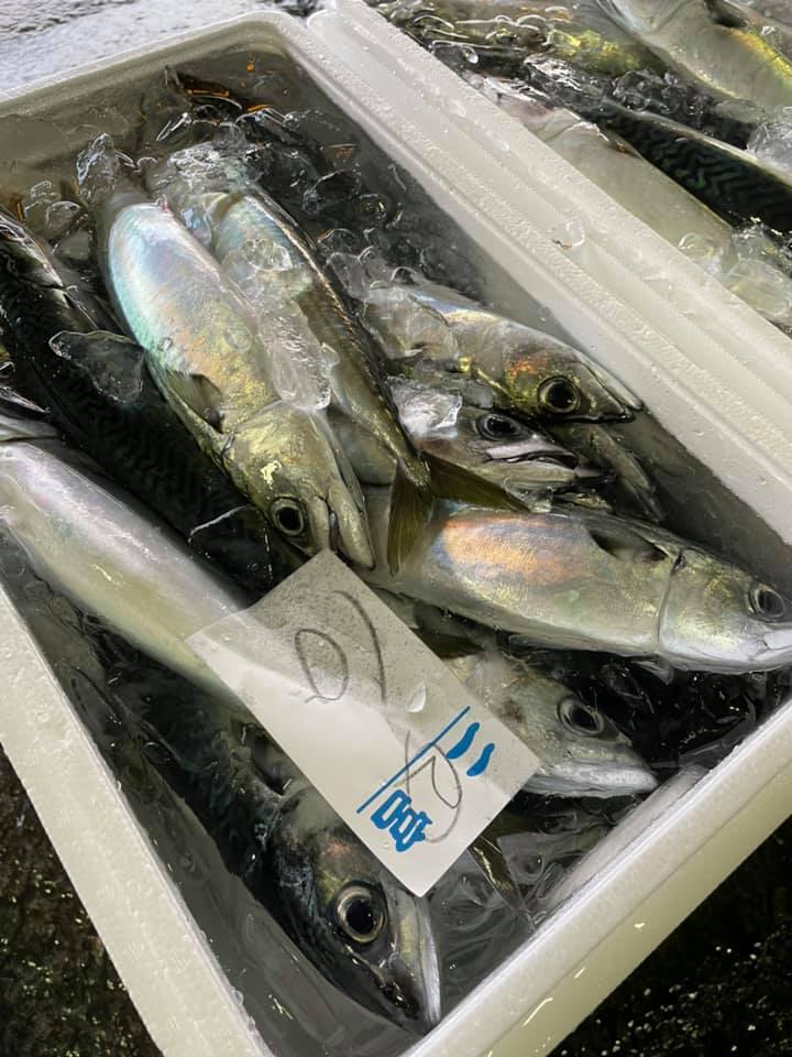 2021/6/24 小田原漁港 水揚げ情報
