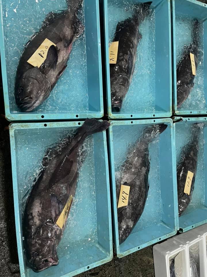 2021/6/17 小田原漁港 水揚げ情報