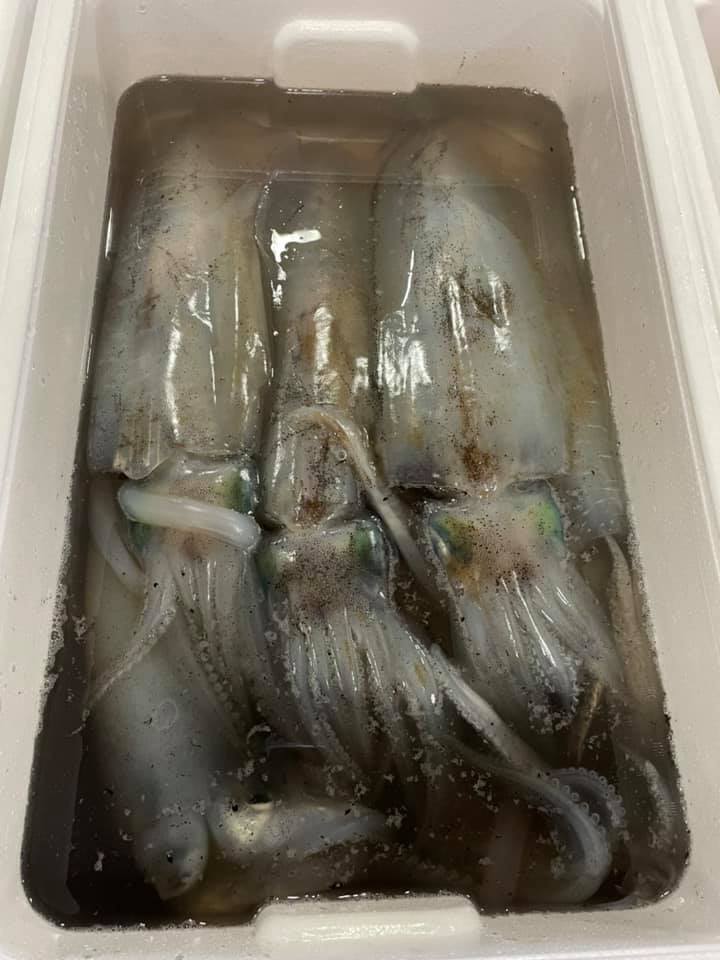 2021/5/3 小田原漁港 水揚げ情報