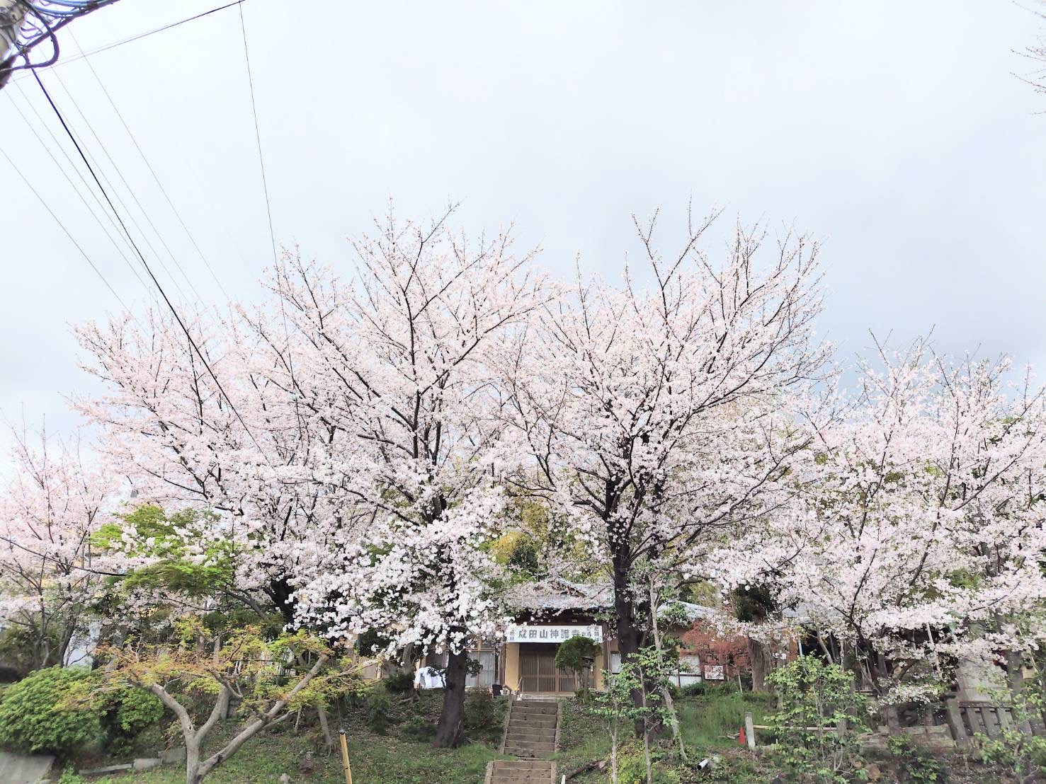 成田山神護寺の桜🌸
