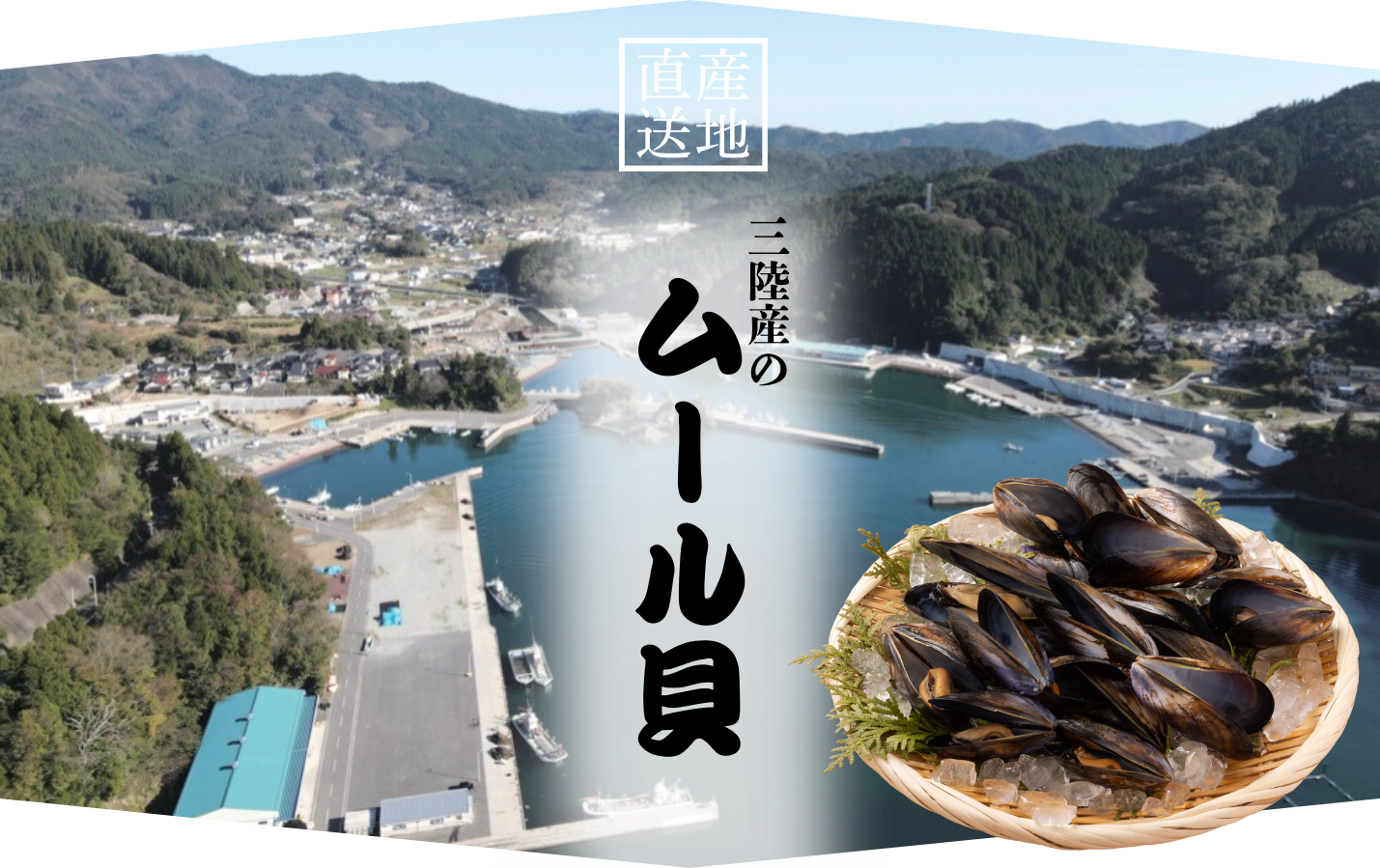 【綾里のムール貝】新たな海の恵、販売開始いたします！