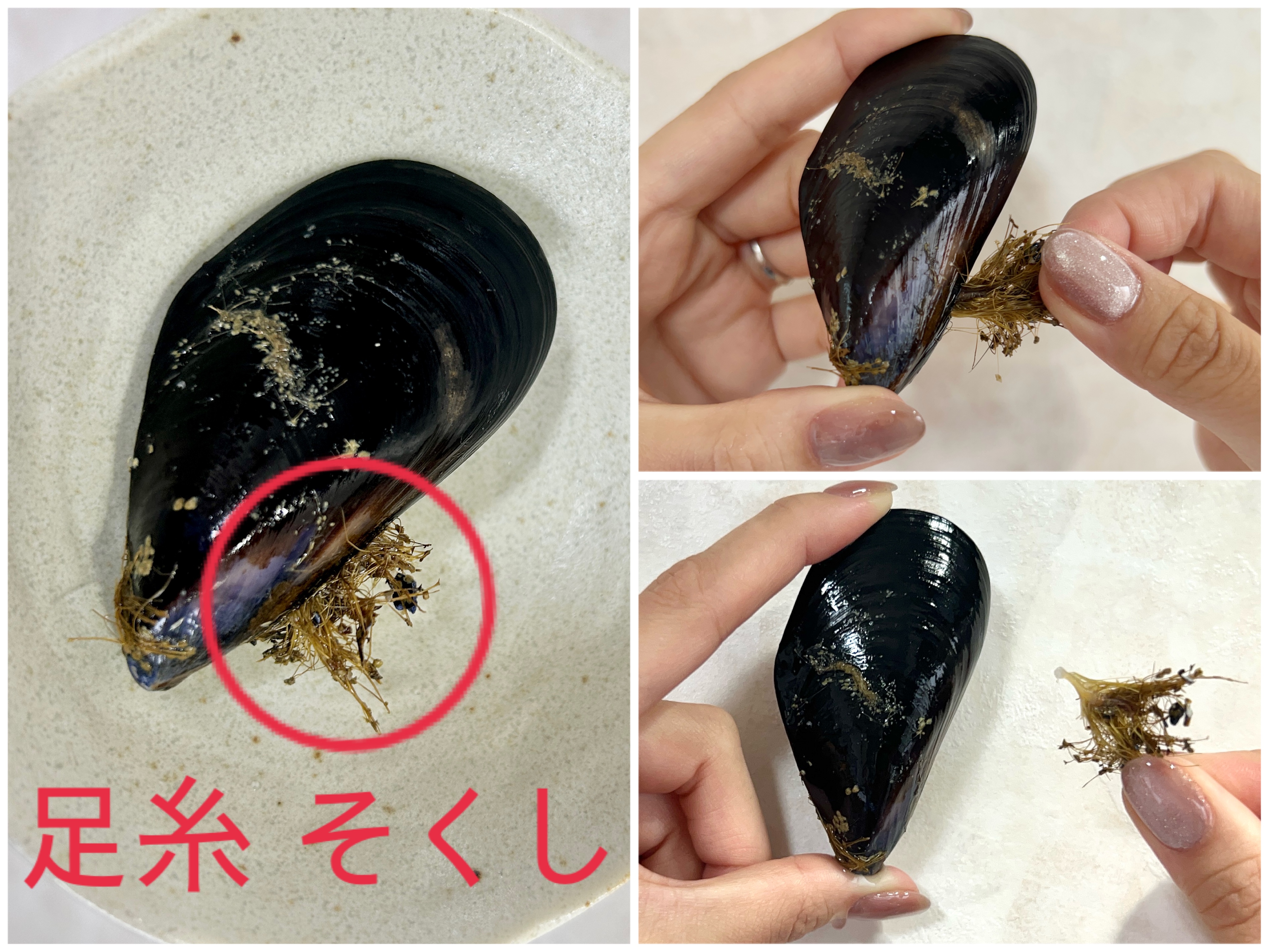 ムール貝の食べ方について