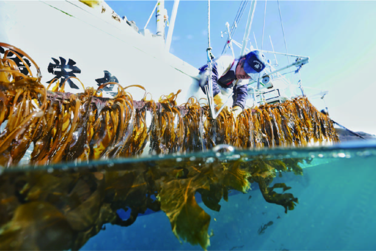 早採りワカメ漁とは？