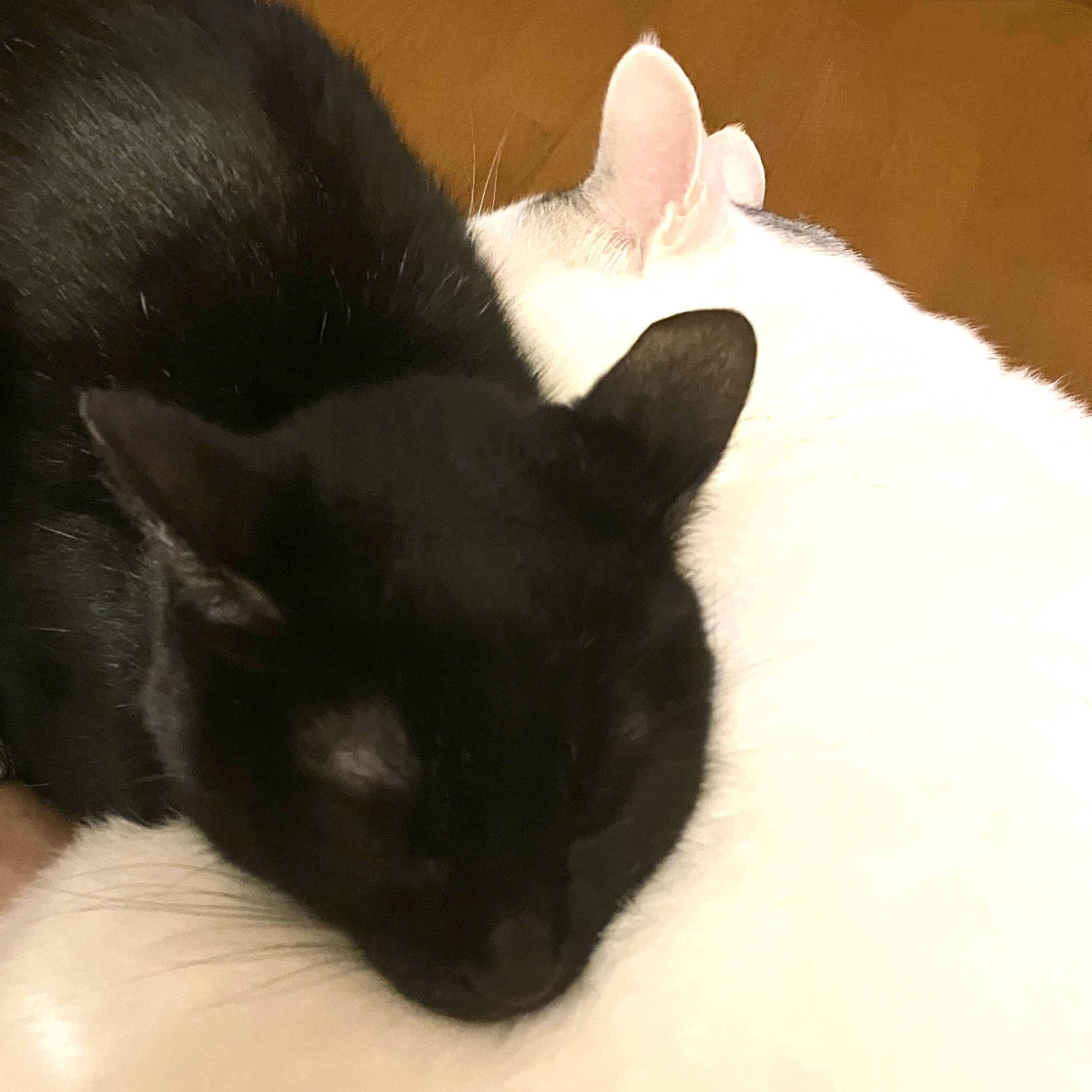 ショップ名変更のお知らせ