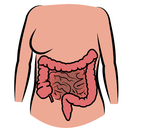 腸をクレンジングしてくれる食べ物リスト6選