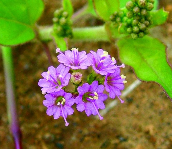 薬理効果が驚くほど高いナハカノコソウエキス