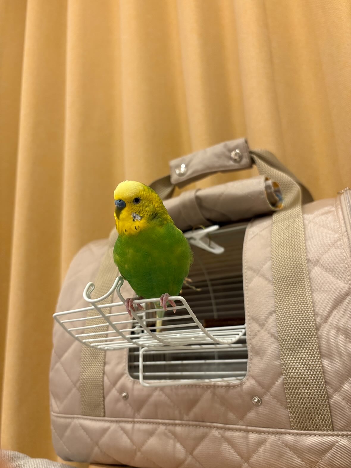 ホーエイミレニアムアーチ カバー