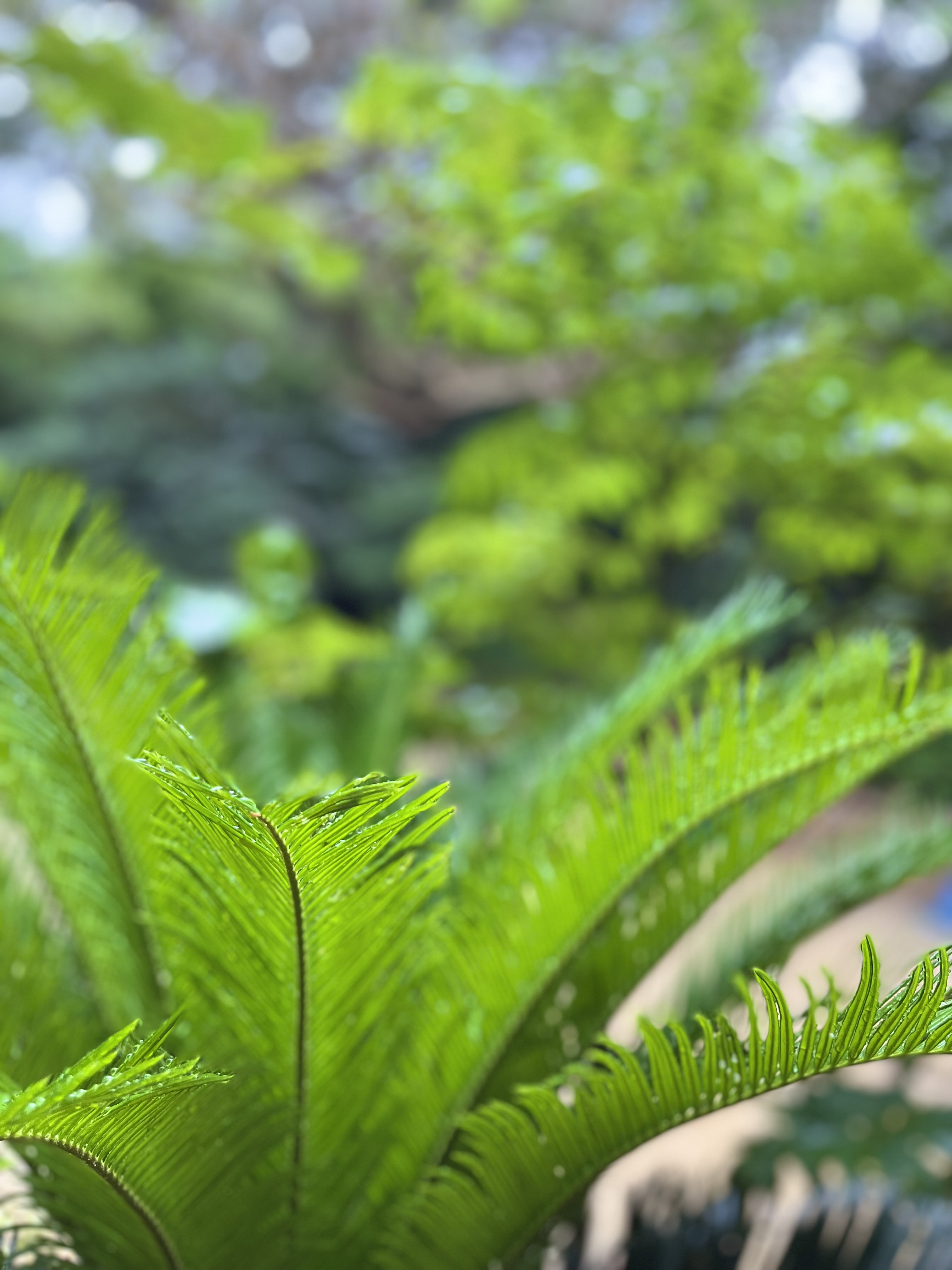 雨の日だから、見れる景色🌿