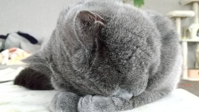 お休みいただきますｍ（＿＿）ｍ。