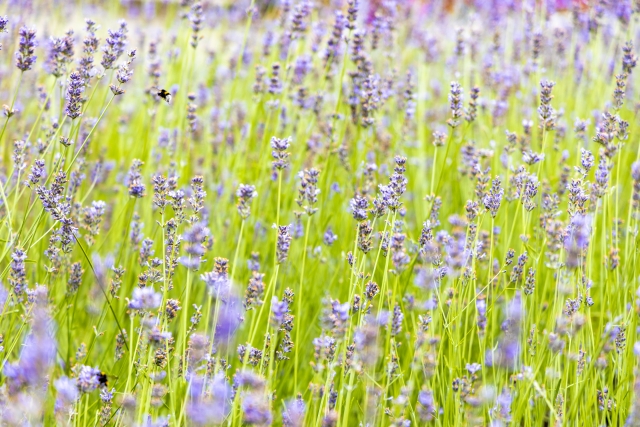 今週のオラクル（5月15日～5月21日）