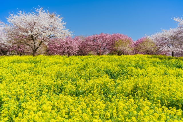 今週のオラクル（4月14日～4月20日）