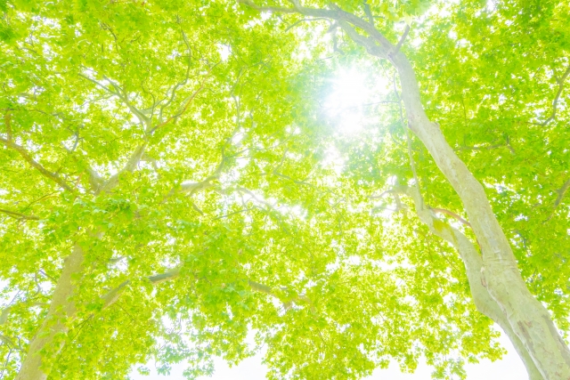 遠隔ヒーリング（30分）の4回コースを作ってみました＾＾。