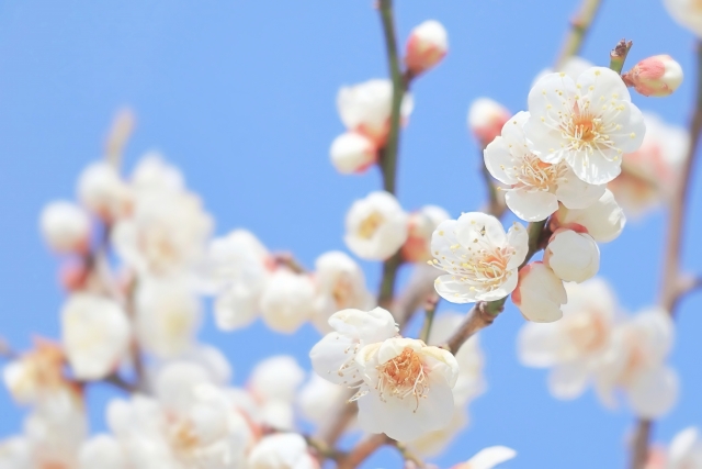 今週のオラクル（3月3日～3月9日）