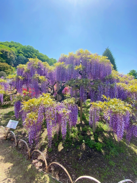 今週のオラクル（4月28日～5月4日）