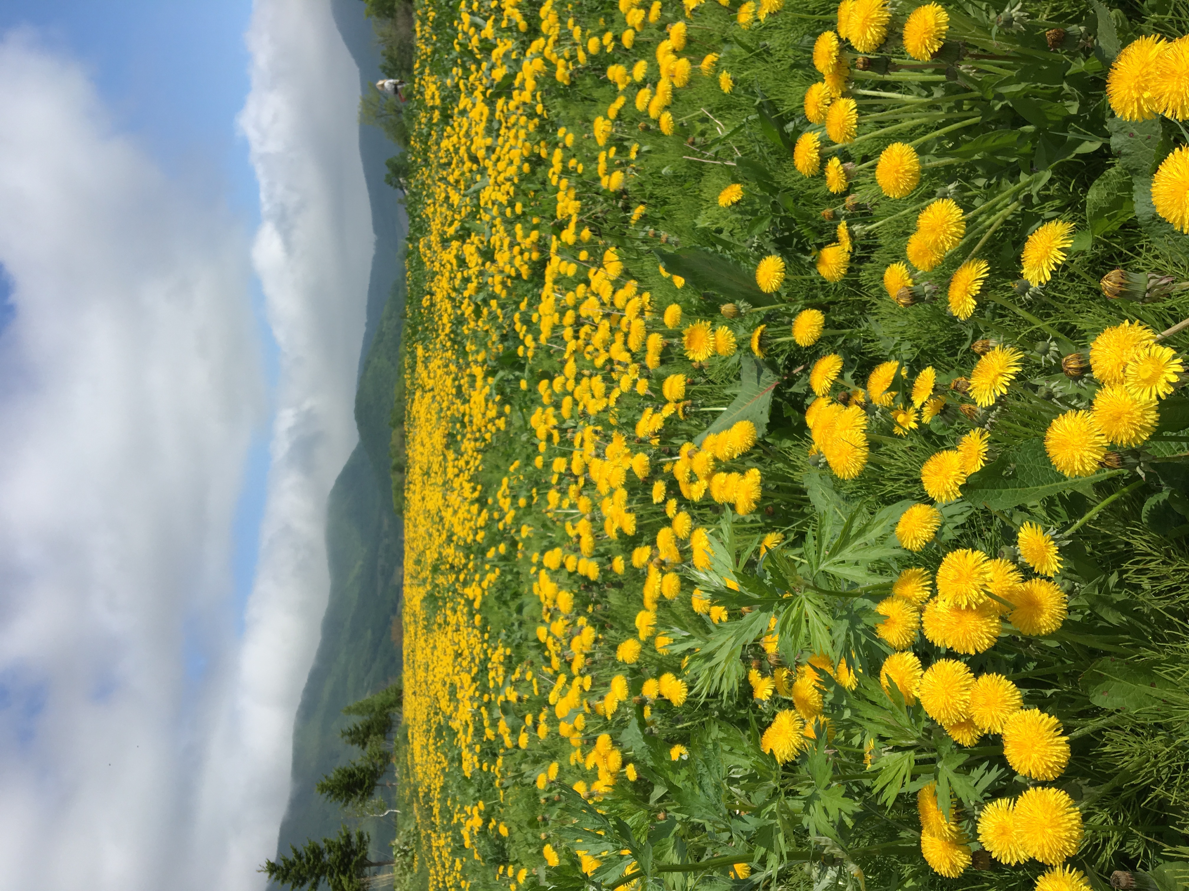 今日は気持ち良い一日でした。そろそろ雨がほしいですね。
