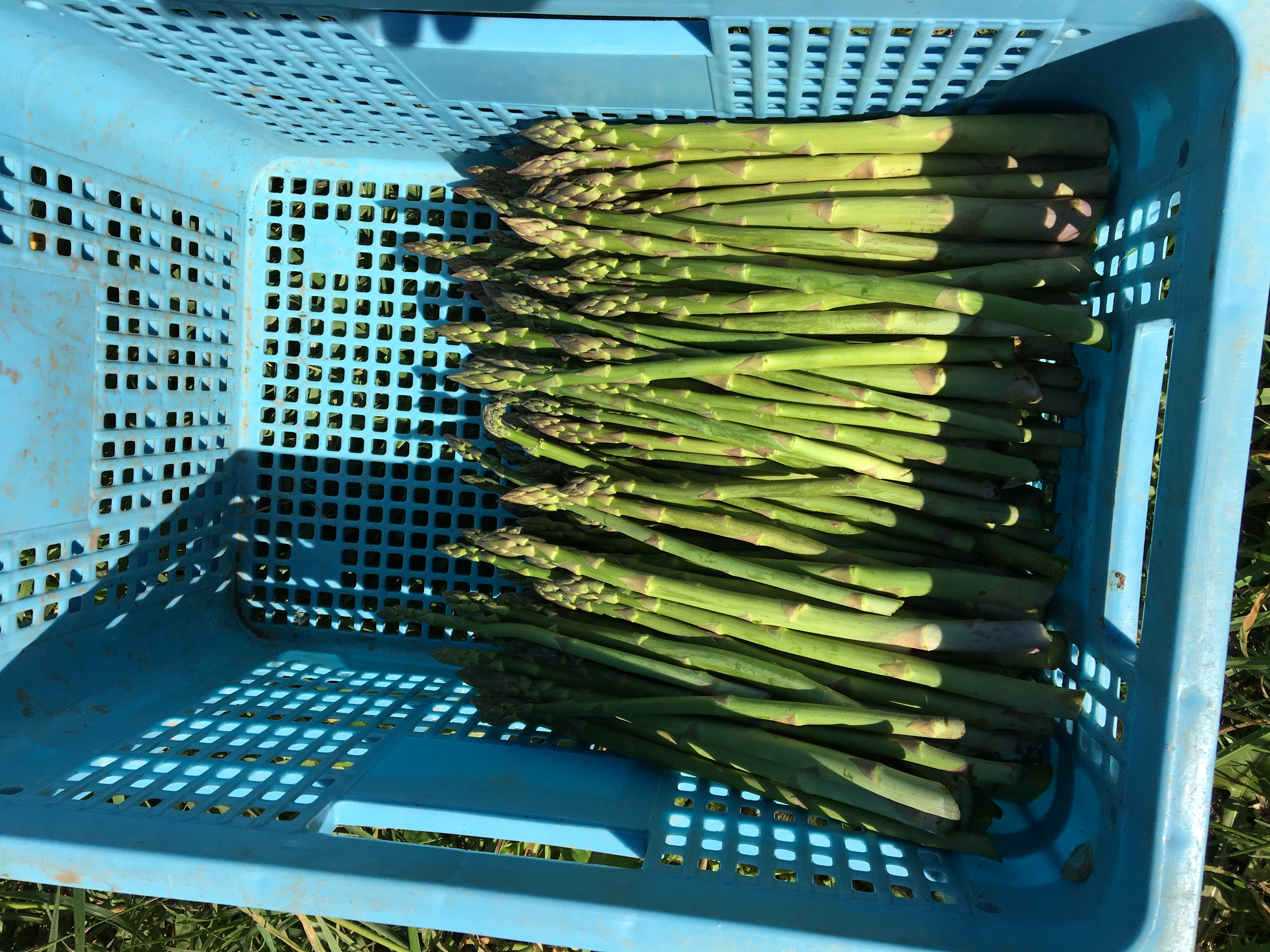 本日も大量！収穫も終盤だが収穫第二ピークきたか！？