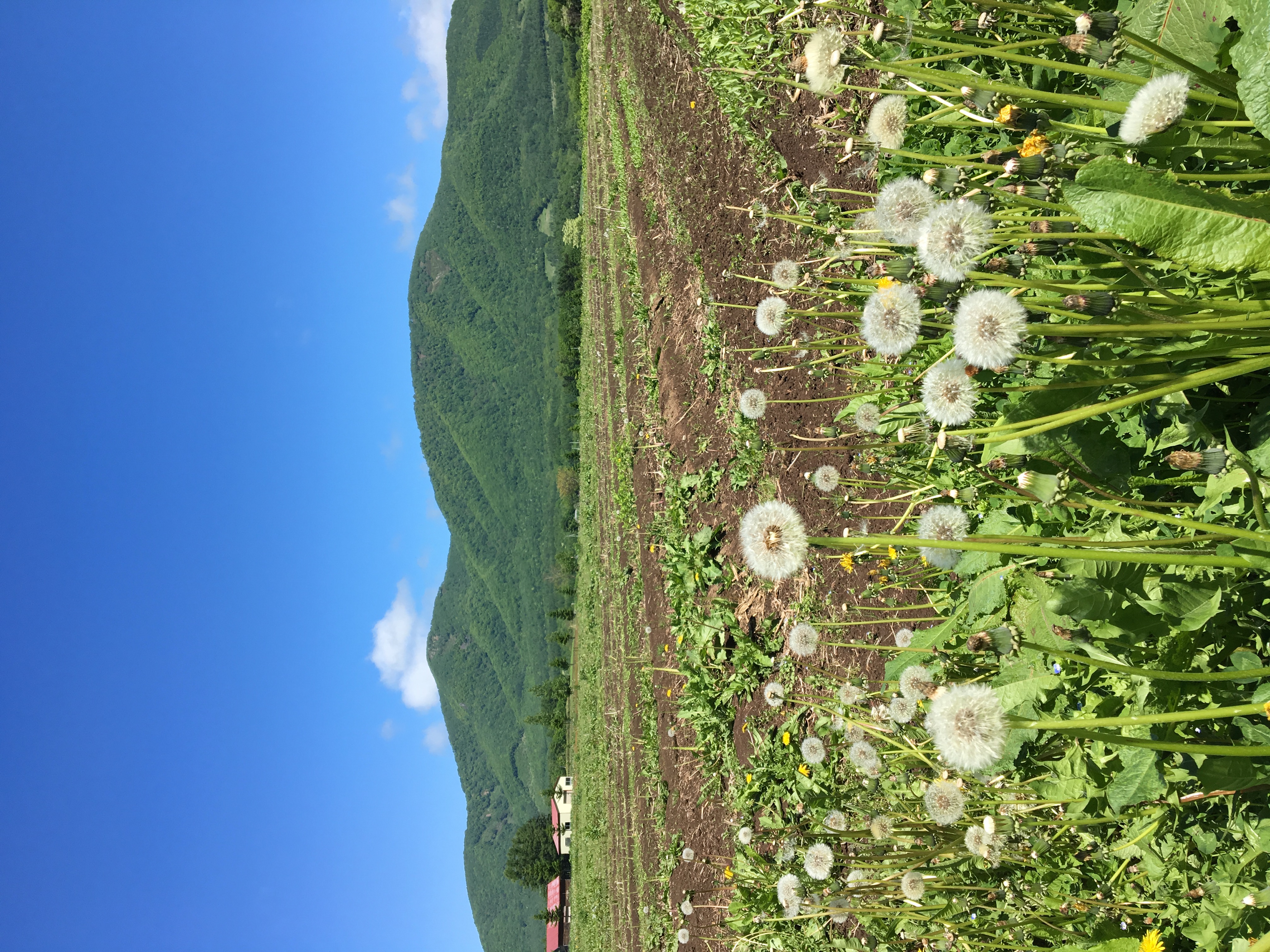 今日は昼前まで夏の北海道でしたが夕方前から天気急降下でした(´ｰ｀)