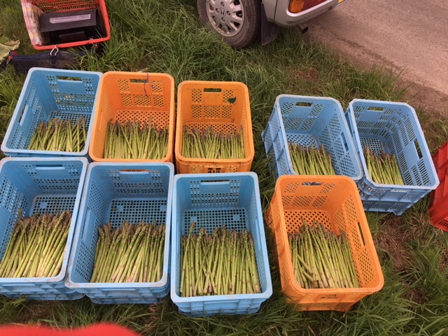 初物の無農薬アスパラ豊作です^_^