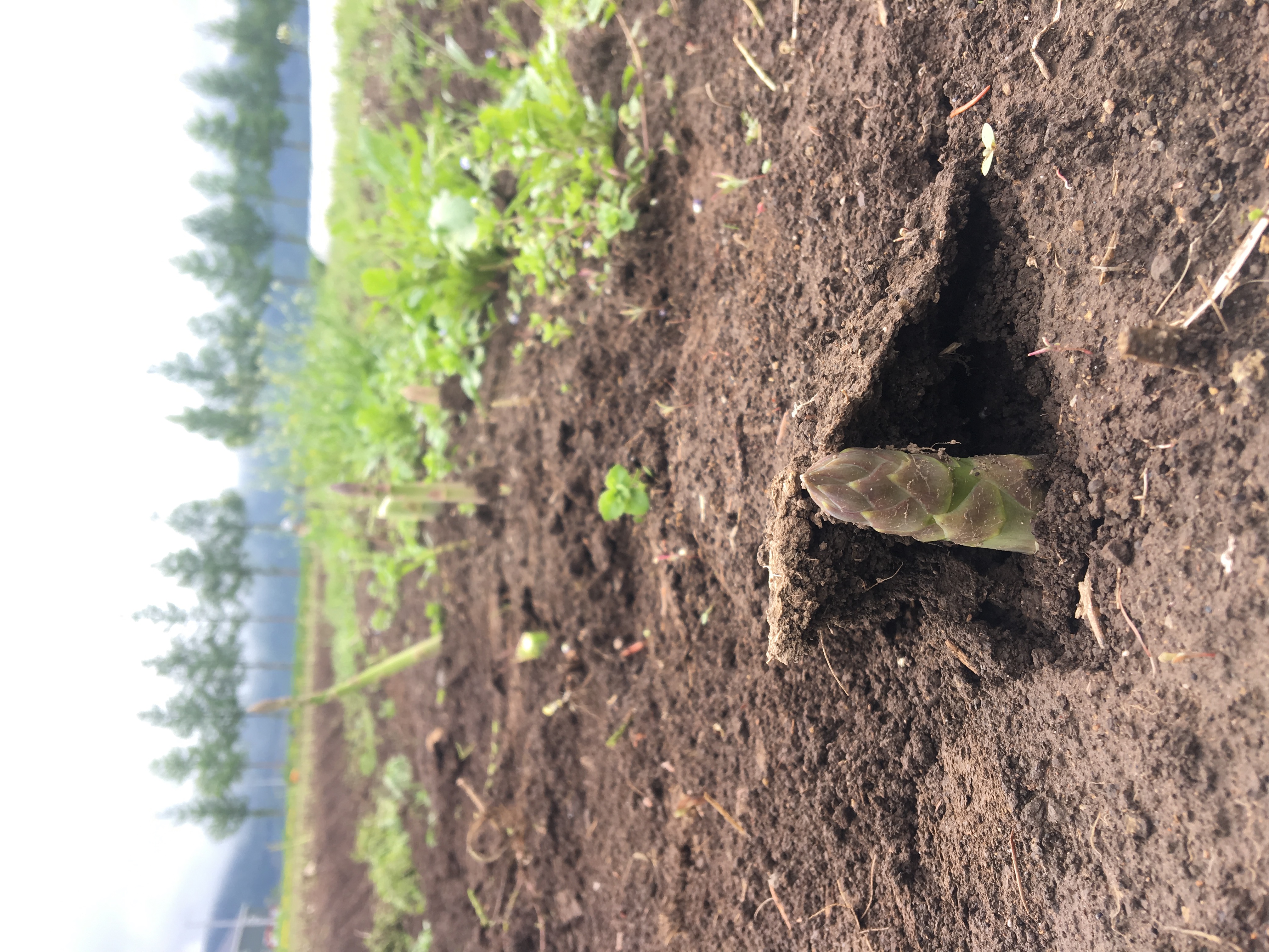 恵の雨から気温上昇とともにニョキっと^_^