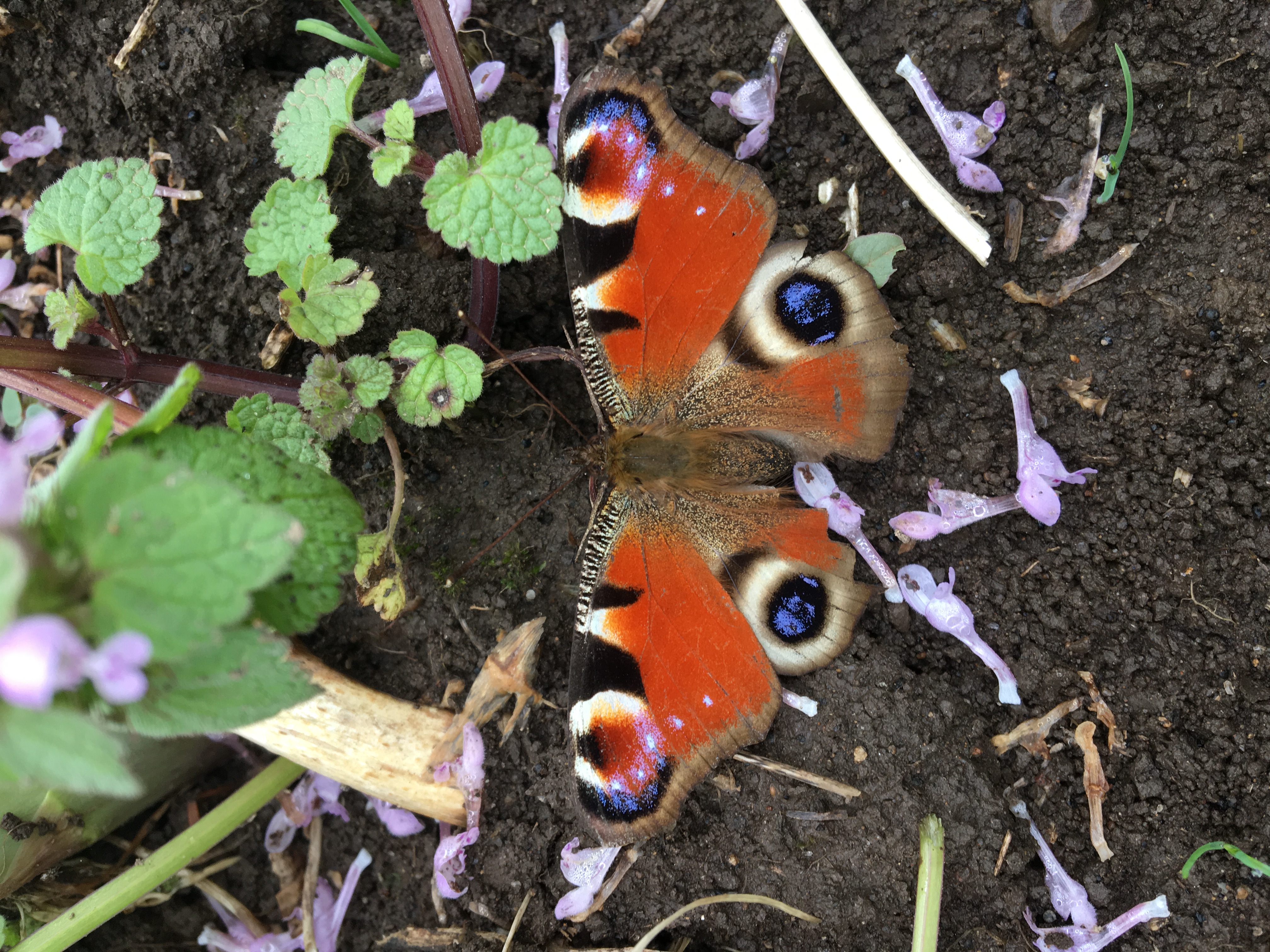 草刈りの最中にキレイな色柄の蝶々？蛾？