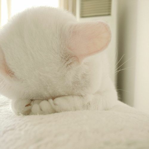 猫と花