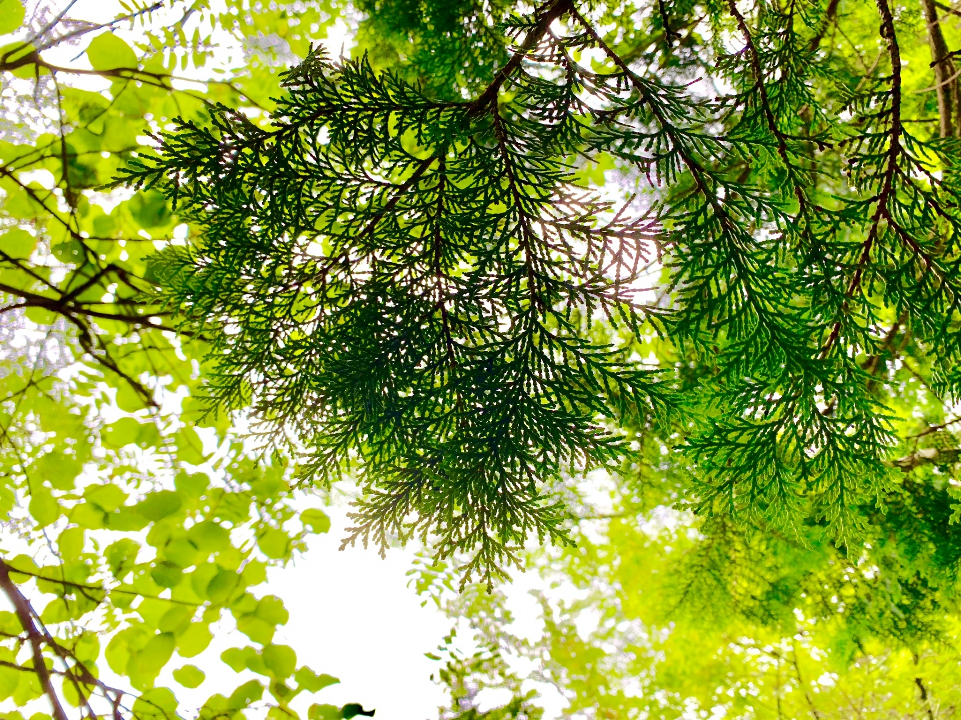 【ペットと暮らす方へ】ヒノキの香りエコ洗剤で、空気ごとスッキリ掃除術