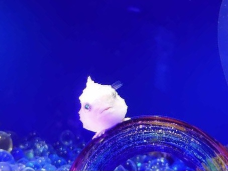 金魚とダンゴウオ