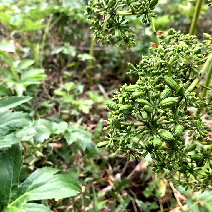 2025年11月の明日葉畑から
