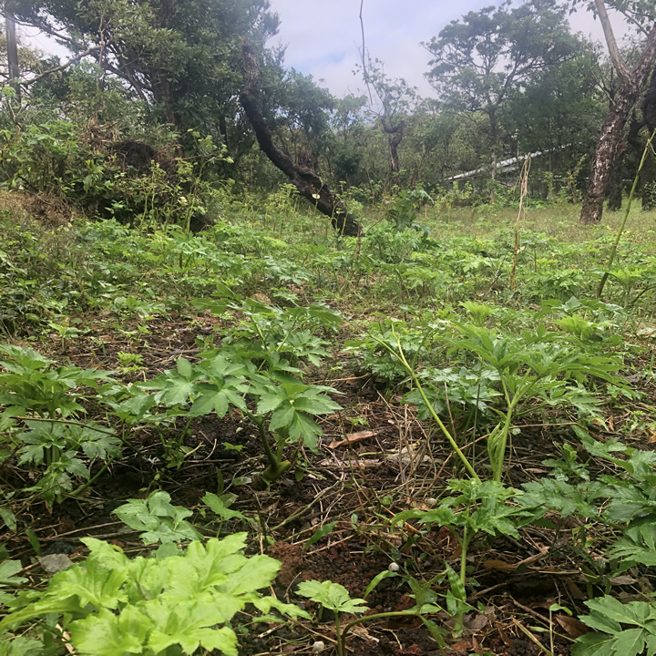 八丈島の自然と明日葉の成長|10月下旬の畑から季節を感じる