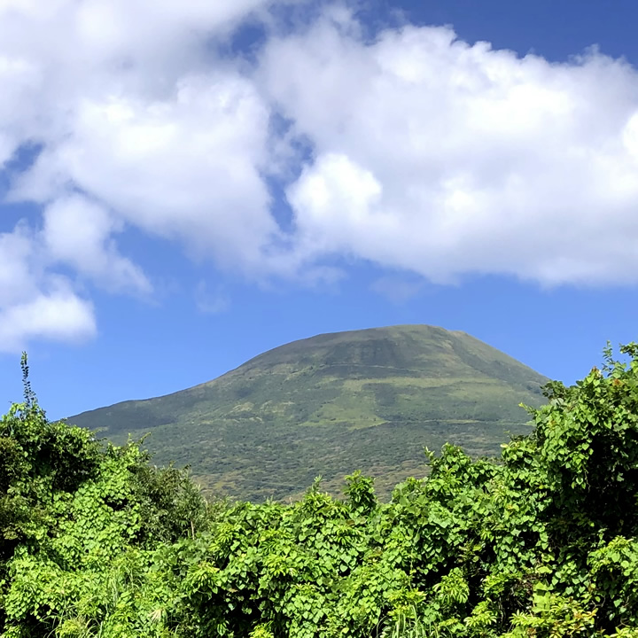 八丈島のお土産におすすめ|焙煎あしたばTEAで島の香りを楽しむ