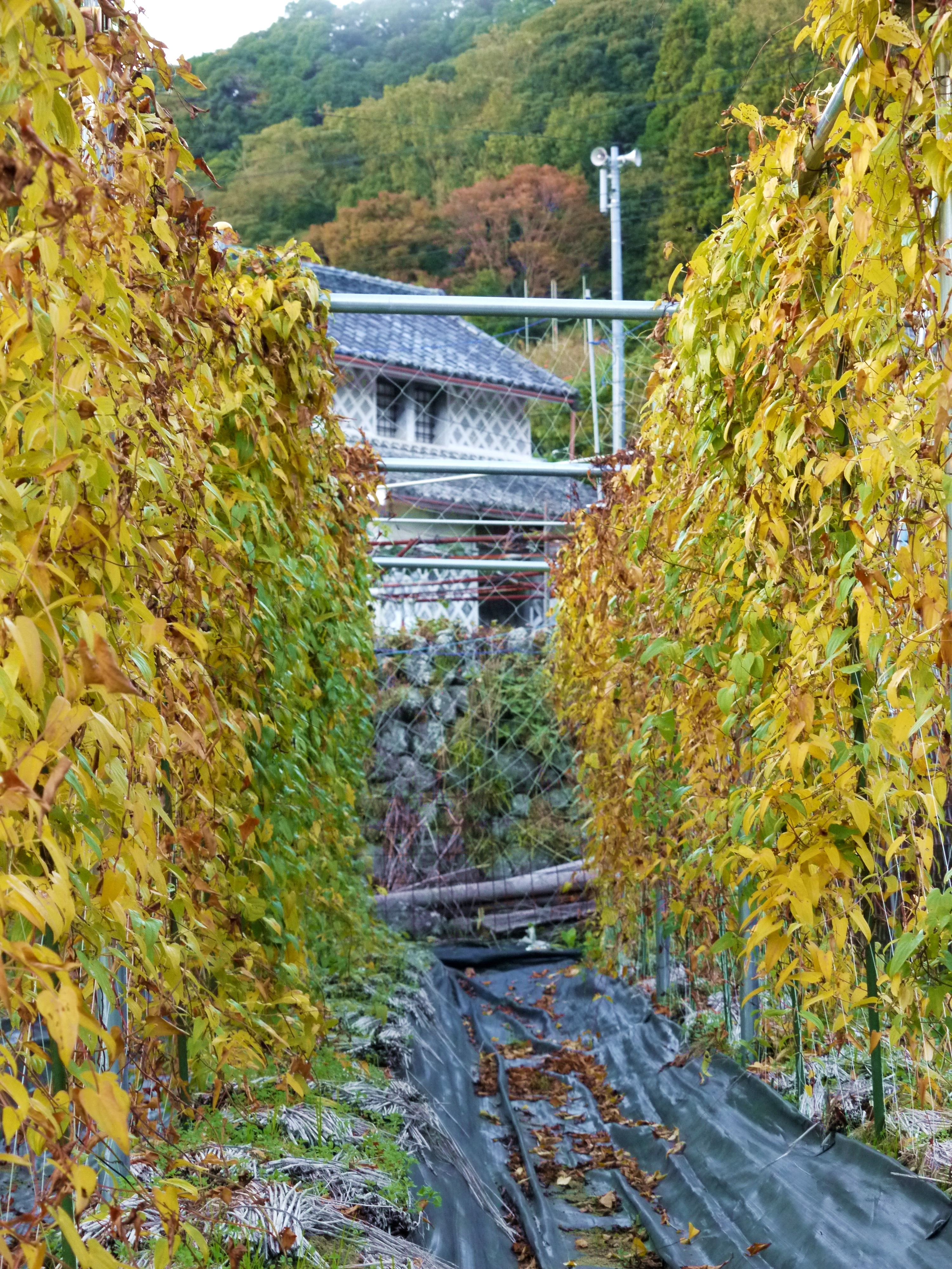 自然薯の葉　紅葉してきました(^ー^)