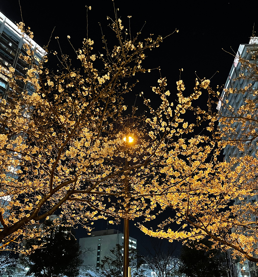ライトアップされたゴージャスな夜桜