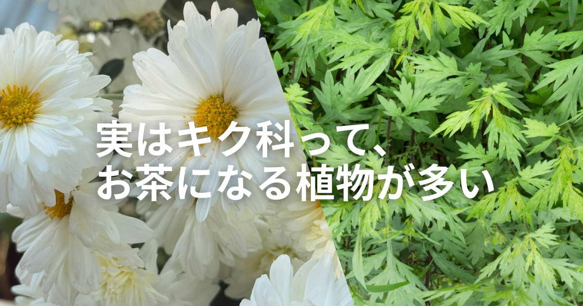 実は“お茶になる植物”が多い?キク科と和植物のお話