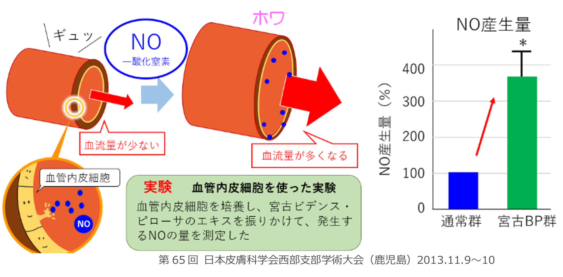 宮古ビデンス・ピローサの血流改善作用？！(うるばな通信より)