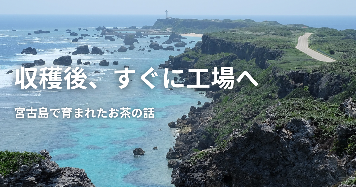 宮古島で育まれたお茶が、すぐに工場へ運ばれる理由。