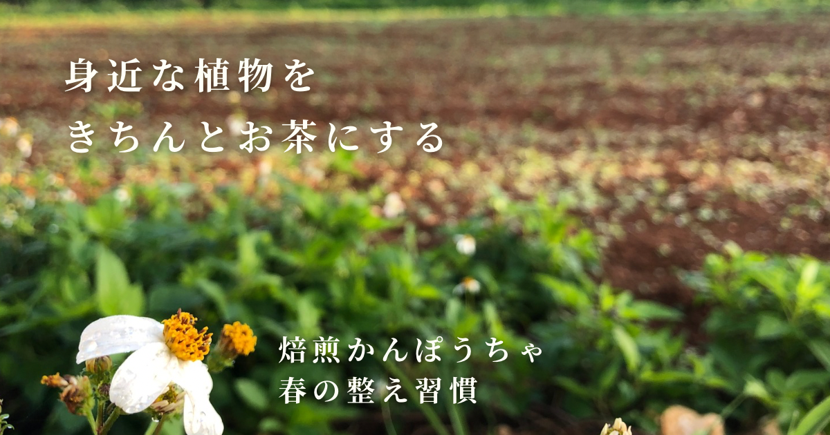 身近な植物を、きちんとお茶にするということ