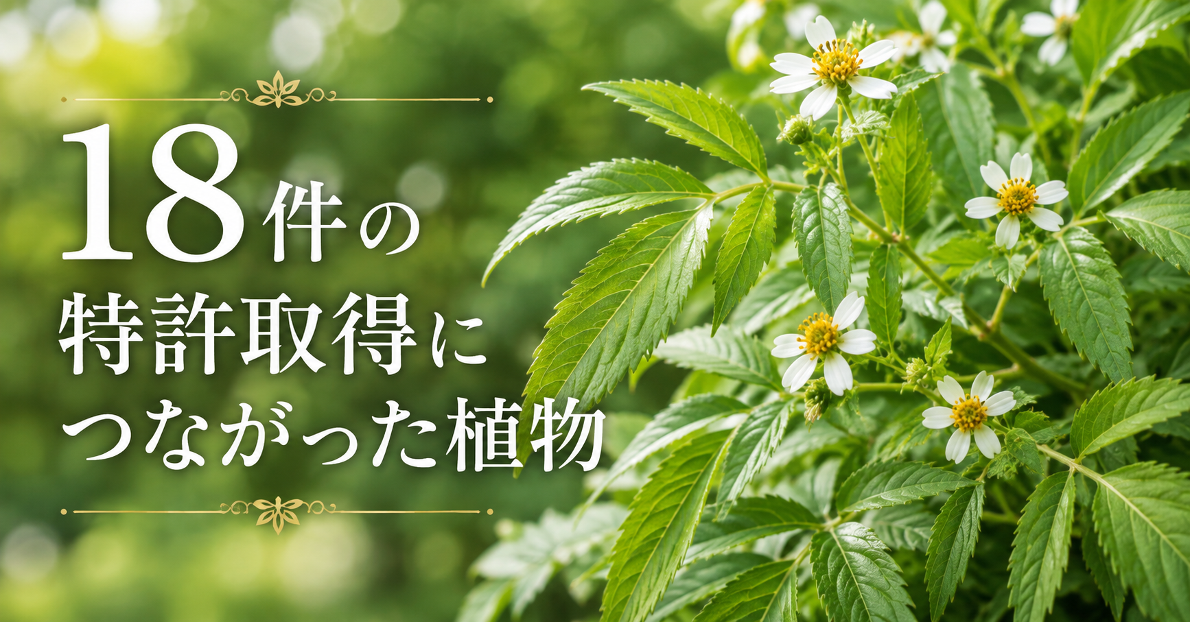 18件の特許取得につながった植物。私が宮古ビデンス・ピローサに興味を持った理由