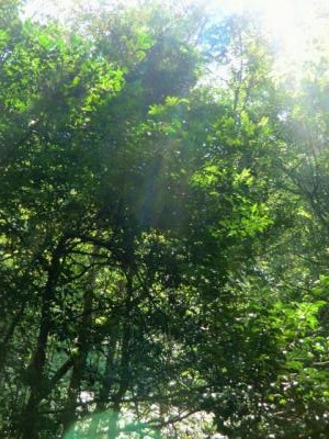 ワンドの故郷 聖なる森 スピリットの愛と喜び