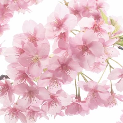 お客様ご感想☆この子は私のとこに来てくれる