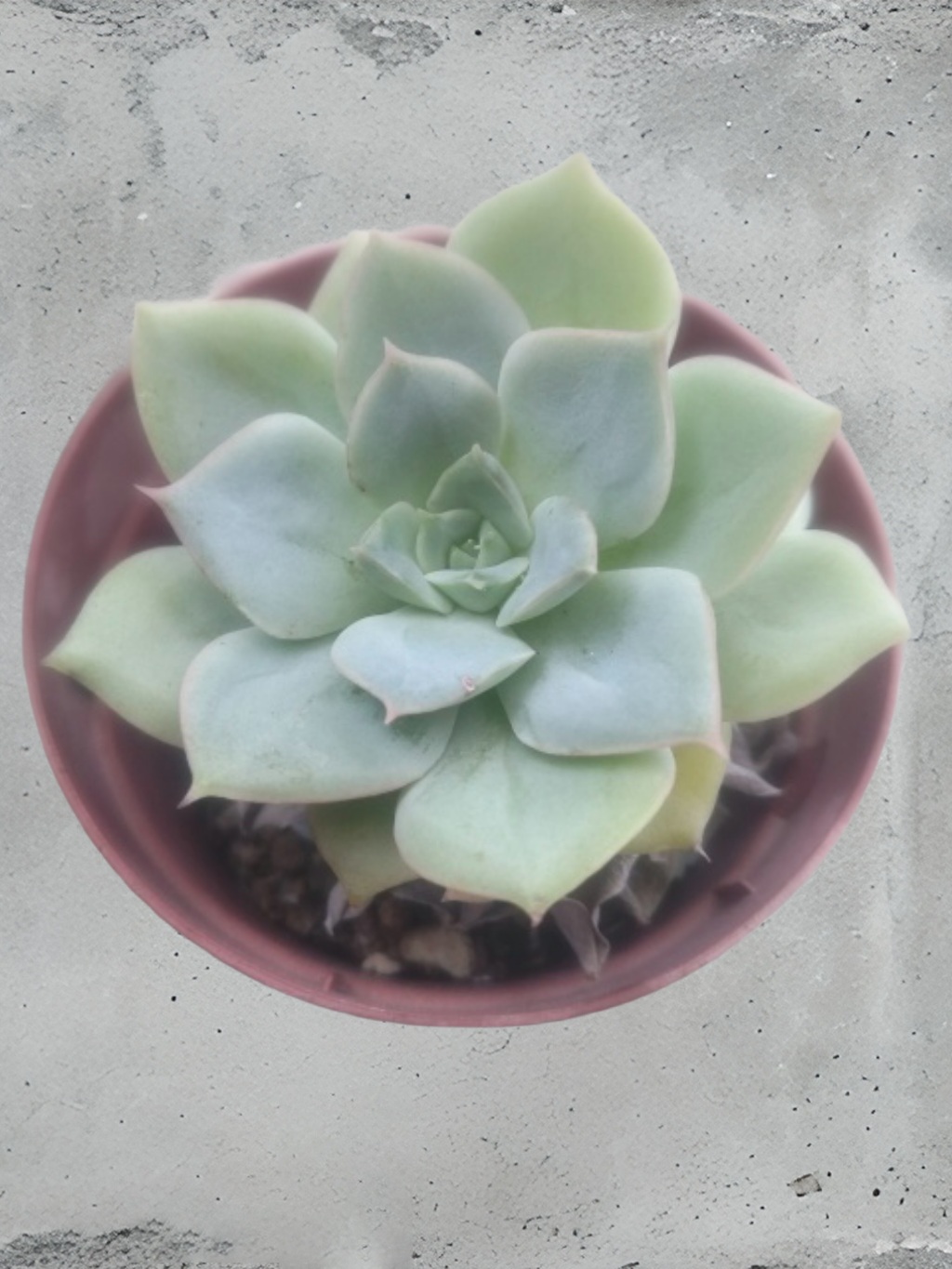 多肉植物 この時期の育て方
